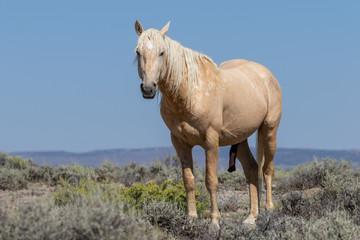 Wild Horse in the Colorado High Desert