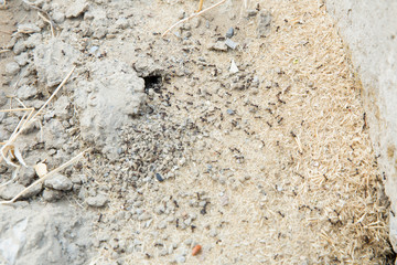 Black ants in desert near an anthill . Sugar ants gather around the hole of their nest . closeup soil around the ant's nest on the ground . Nests ant or small round ant escape holes in the garden.