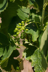 Immature grapes growing in a vineyard in Chianti, Tuscany, Italy