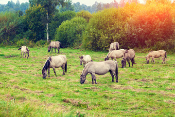 Naklejka na ściany i meble herd of wild horses on the meadow at sunset