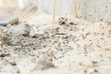 Black ants in desert near an anthill . Sugar ants gather around the hole of their nest . closeup soil around the ant's nest on the ground . Nests ant or small round ant escape holes in the garden.