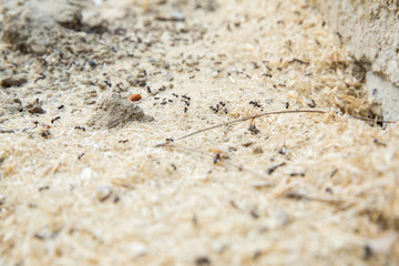 Black ants in desert near an anthill . Sugar ants gather around the hole of their nest . closeup soil around the ant's nest on the ground . Nests ant or small round ant escape holes in the garden.