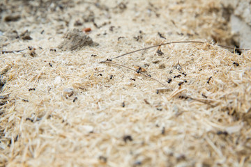 Black ants in desert near an anthill . Sugar ants gather around the hole of their nest . closeup soil around the ant's nest on the ground . Nests ant or small round ant escape holes in the garden.