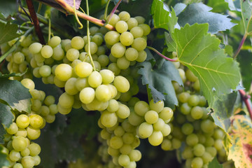 Large bunches of white wine grapes hang from a vine. Bunch of grapes on a vine