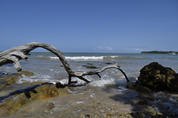 Fototapeta premium island of Boipeba, Cairú, Bahia, Brazil