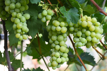 Large bunches of white wine grapes hang from a vine. Bunch of grapes on a vine