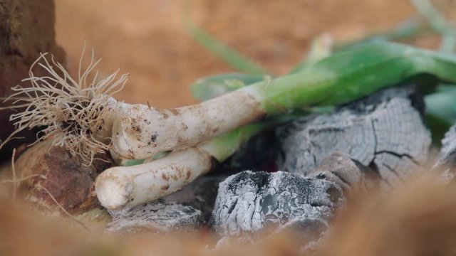 Roasting Calcots green onions on a wood fire outdoors, Close Up SLOWMO