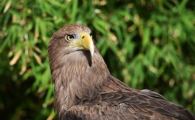 pigargo gigante