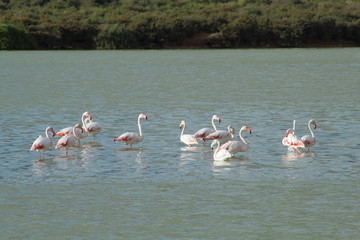 Naklejka premium Group os pink Flamingos in a lake in the Ses Salines natural reserve in Ibiza