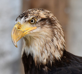 aguila calva americana