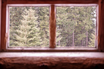 View from the window into the forest. The forest outside the window.