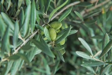 Green olives in a olive tree branch. Olive tree with green olives, close up. Concept of olives,...