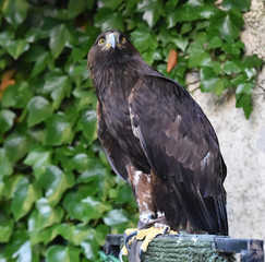 golden eagle