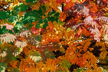 Colorful autumn rowan leaves on the tree