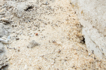 Black ants in desert near an anthill . Sugar ants gather around the hole of their nest . closeup soil around the ant's nest on the ground . Nests ant or small round ant escape holes in the garden.