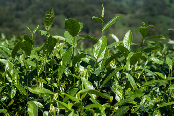 Chinese green tea leaf, on a tea plantage, macro