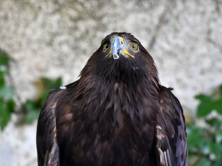 golden eagle