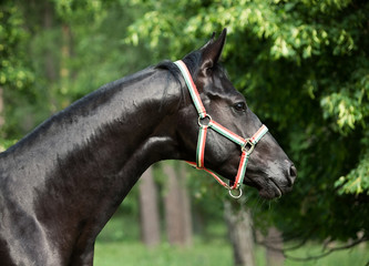 portrait of beautiful black young Trakehner stallion