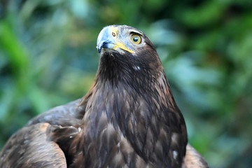 cabeza de aguila real