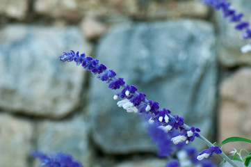 Blue Salvia spike