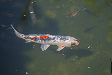 Red and grey carp fish.