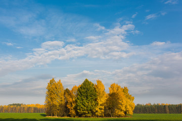 Fototapeta premium Autumn, sky, trees