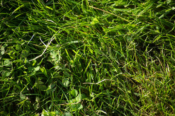 Texture of fresh green grass close-up on top