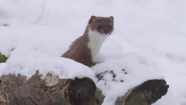 stoat in winter