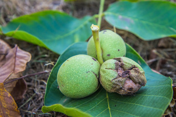 The common walnut ripe on a leaf on the ground