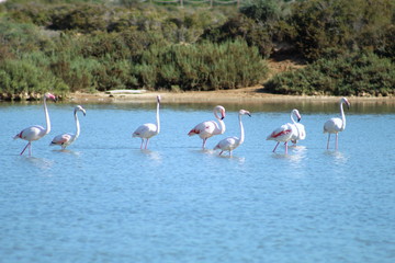 Group os pink Flamingos in a lake in the Ses Salines natural reserve in Ibiza