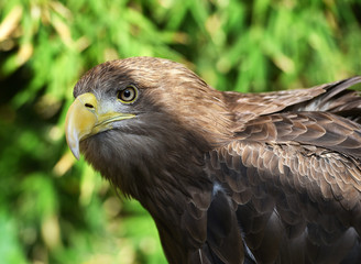 pigargo