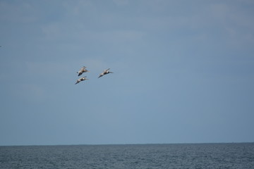 Fototapeta na wymiar Jetties in St. Augustine, Pelicans in flight. 