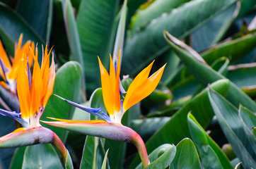 Strelitzia Reginae flower closeup (bird of paradise flower).
