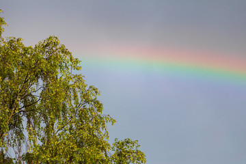 Rainbow and birch tree after rain sunlight