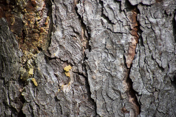 Texture of pine bark, close