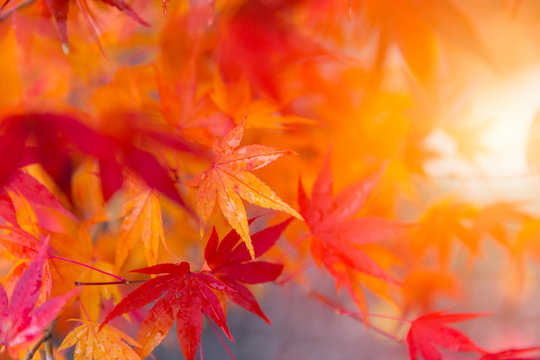 Closeup beautiful red maple leaf background