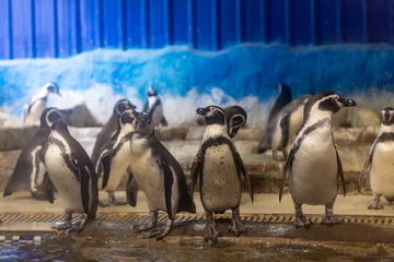 Poster pinguïn in de dierentuin aquarium temperatuur controlekamer © Quality Stock Arts