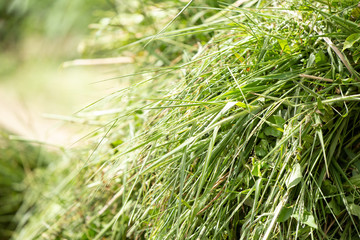 fresh green grass for cows or animal feed food