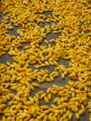 Kokons liegen zum Trocknen bei der Seidenherstellung