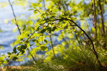 Young aspen tree in warm sunlight