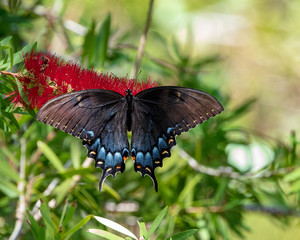 A strikingly beautiful and large Black Tiger Swallowtail Butterfly finds nectar from a Bottlebrush bloom along its migration path