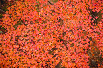 Japan autumn red maple background