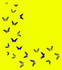 Swarm of blue stylized butterfly silhouette on yellow background with empty space.