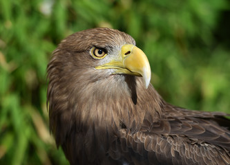 pigargo gigante