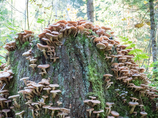 huge mushroom family at old piece of tree