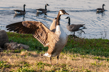 Canada Goose standing wings out side view
