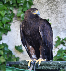 golden eagle