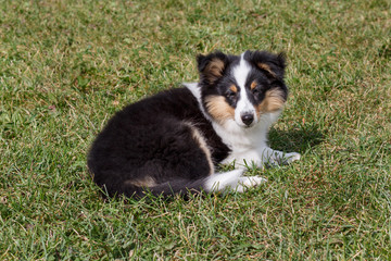 Shetland sheepdog puppy is lying in the green grass. Three month old.