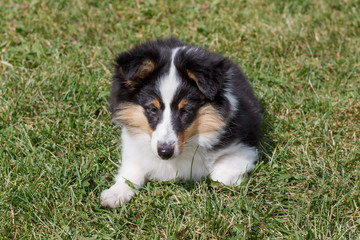 Cute puppy of shetland sheepdog is lying in the green grass. Three month old.
