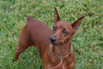 Cute red puppy of miniature pinscher is standing in the green grass.